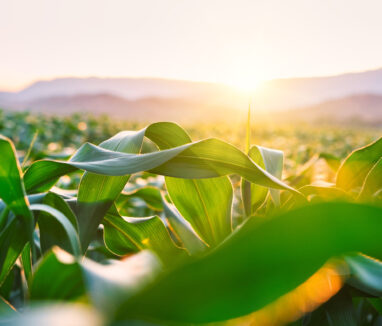 maize corn crops in agricultural plantation with the sunset, cereal plant, animal feed agricultural industry