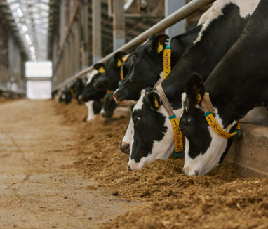 Herd of cows standing in a row in stall and eating fresh hay in cowshed on dairy farm